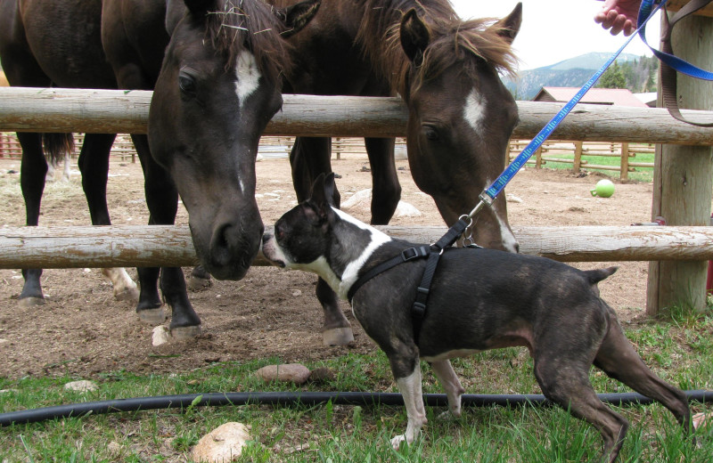 Pets welcome at Harmels Ranch Resort.