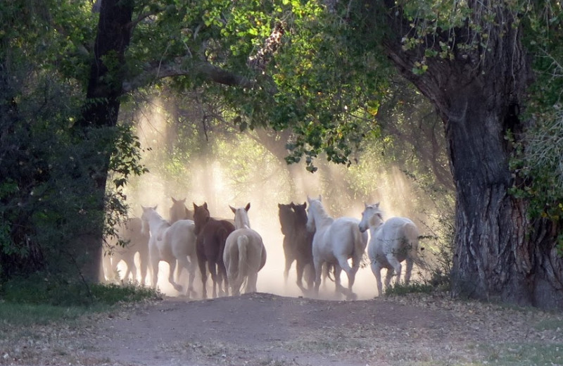 Horses at Circle Z Ranch.