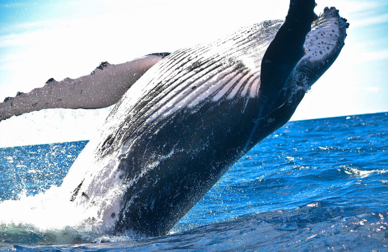 Whales at Admiral's Beach Retreat.