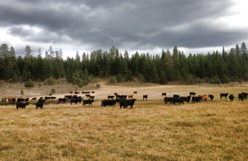 Cattle at Aspen Ridge Resort.