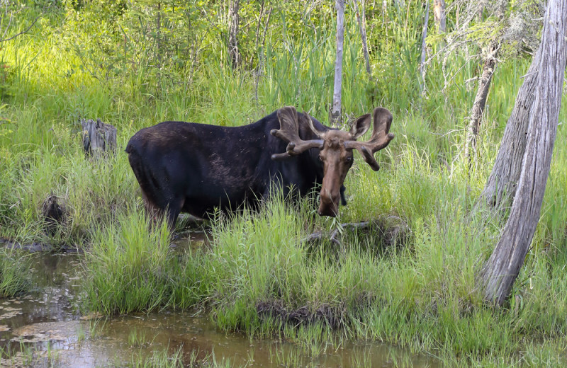 Moose at Wolf Den Hostel and Nature Retreat.