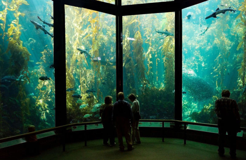 Aquarium at The Monterey Hotel.