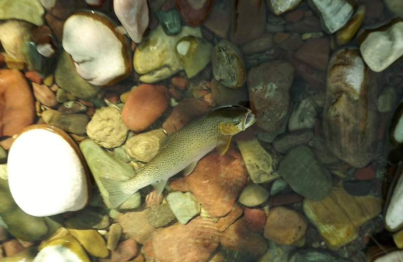 Fish at Gentry River Ranch.