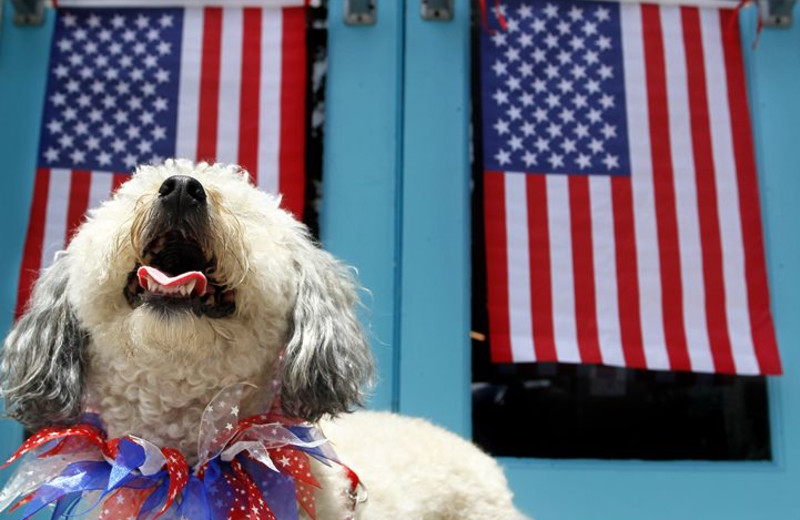 Pet friendly at Madeira Bay Resort.