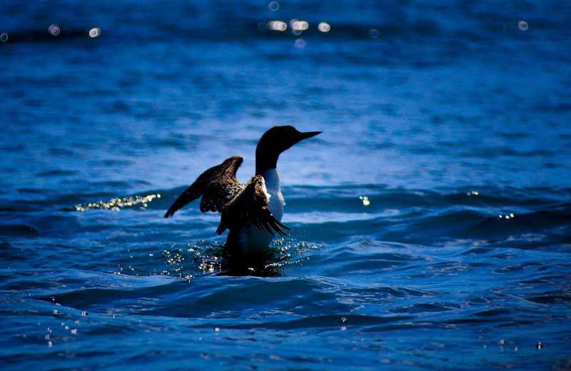 Loon at Kavanaugh's Sylvan Lake Resort.