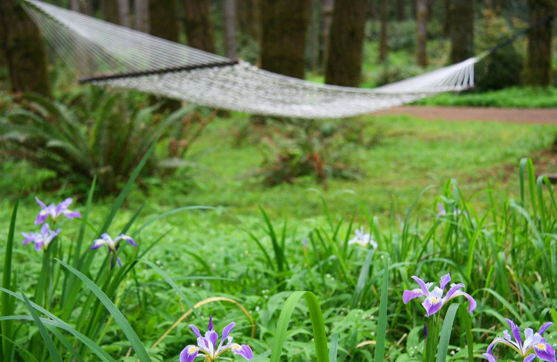 Hammock at WildSpring Guest Habitat.