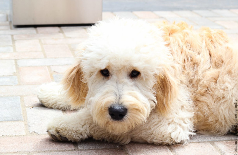 Pets welcome at The Inn at English Meadows.