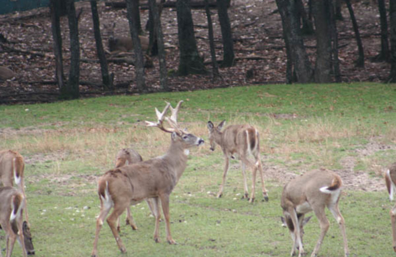 Deer at Deer Haven Acres.