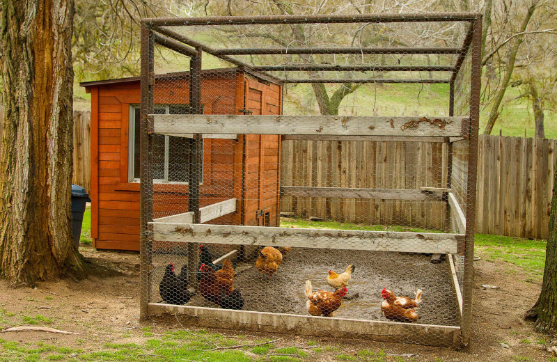 Chickens at Rankin Ranch.