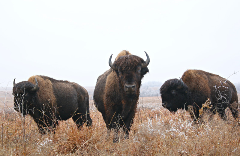 Bison at POSTOAK Lodge