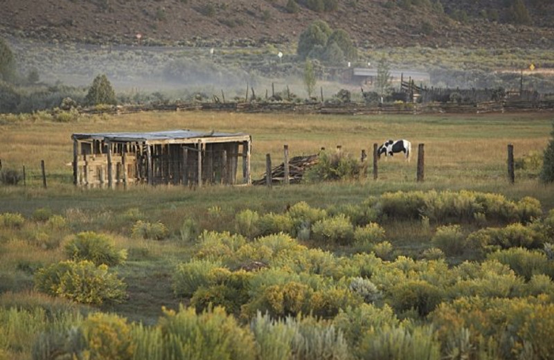 Animals at Cottonwood Meadow Lodge.