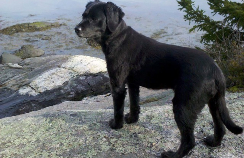 Pets welcome at Linekin Bay Resort.