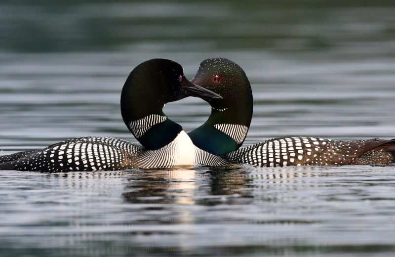 Loons at Bartlett Lodge.