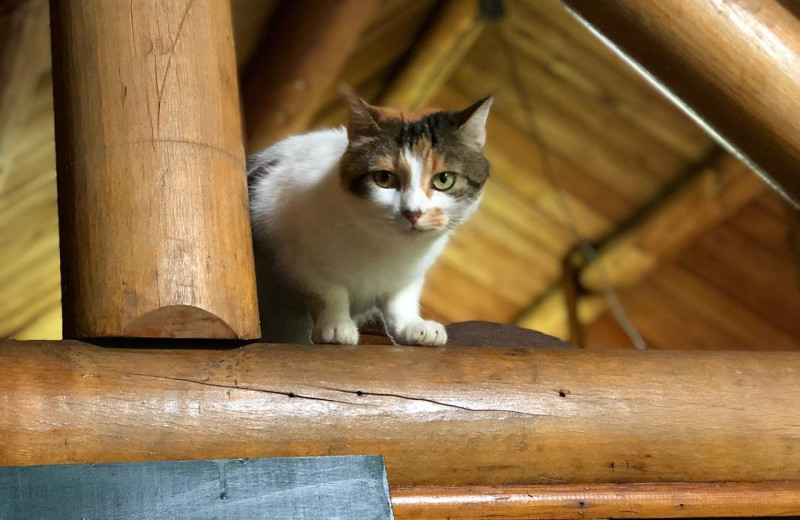 Pets welcome at Wilsons on Moosehead Lake.