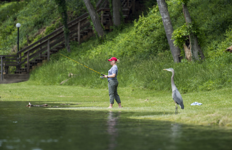 Fishing at Gaston's White River Resort.