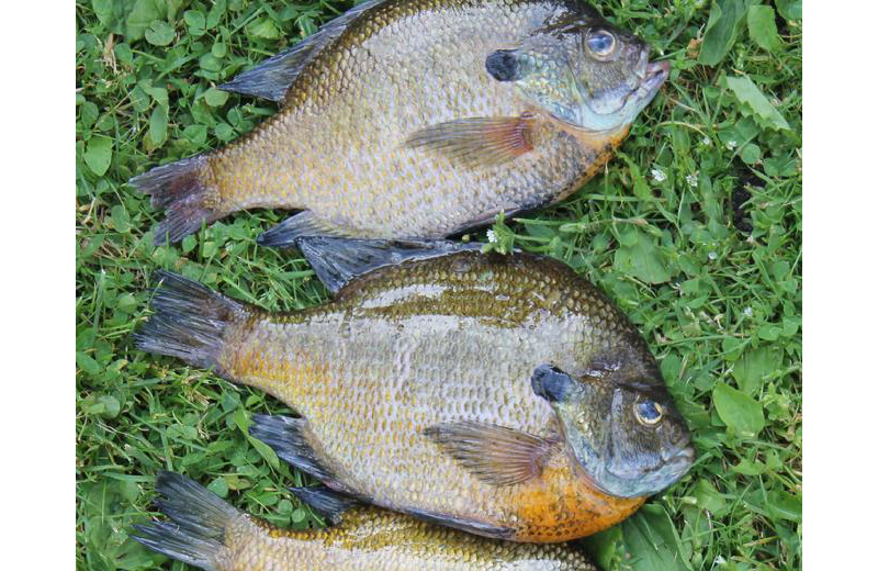 Fishing at Rising Eagle Resort.