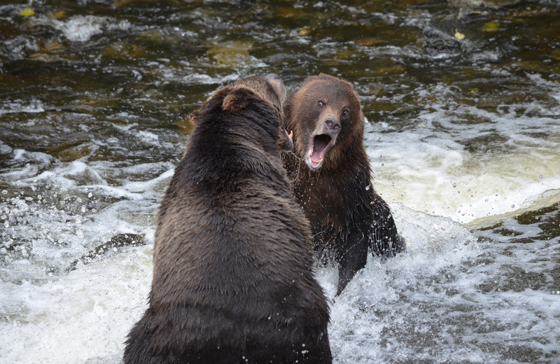 Bears fighting at Grizzly Bear Lodge & Safari.