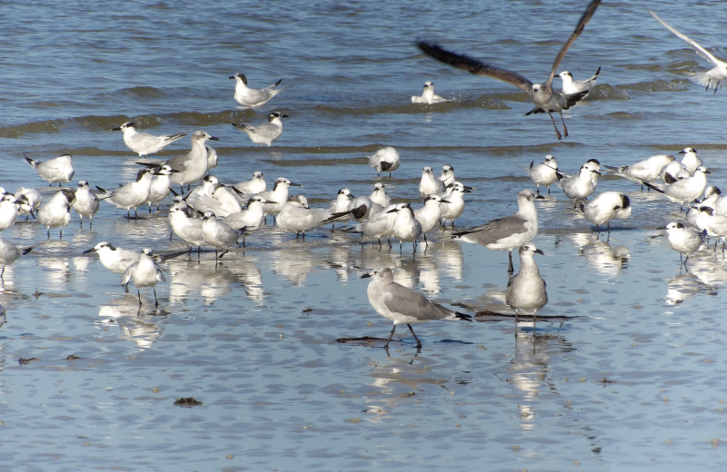 Gulls at Edison Beach House.