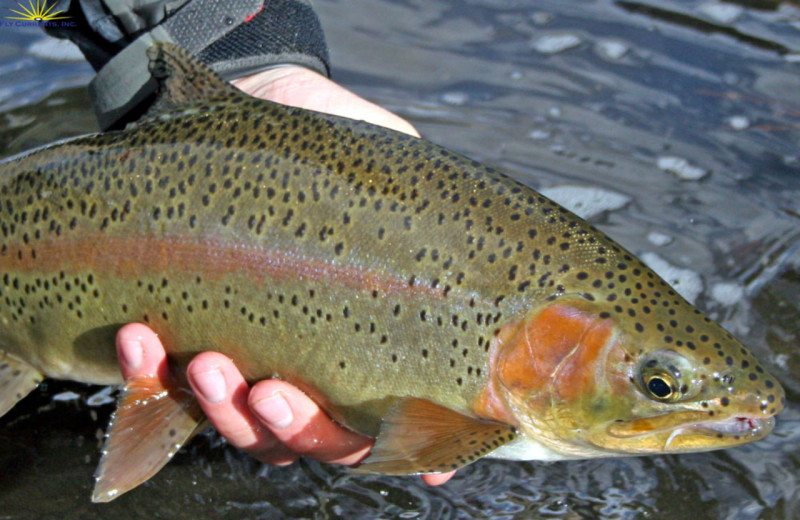 Fishing near Arrabelle at Vail Square.