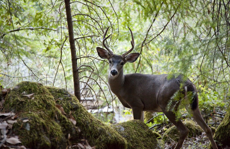 Deer at Morrison's Rogue River Lodge.