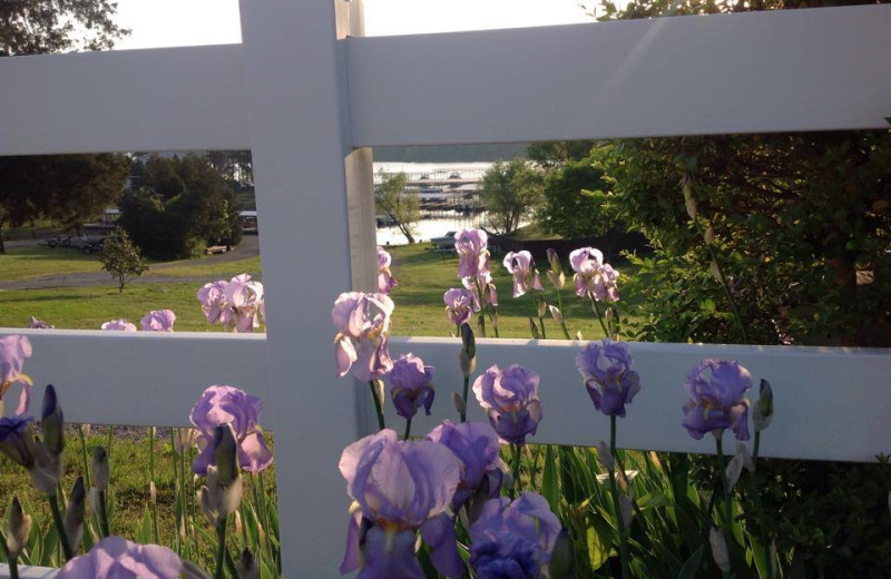 Flowers in bloom at Big Bear Resort.