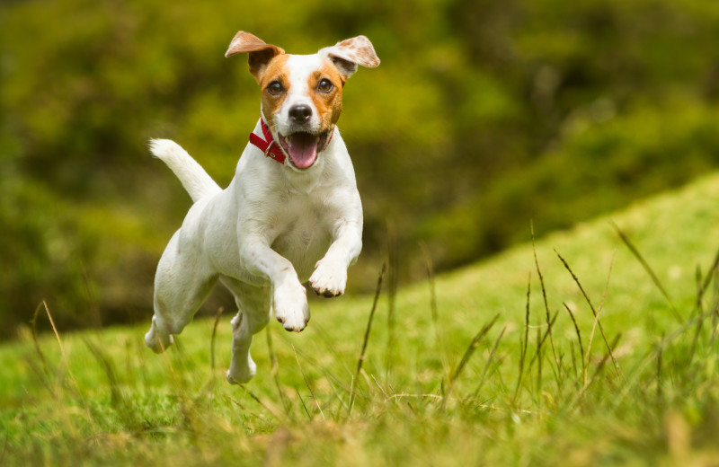 Pets welcome at Devils Lake Cabin Rentals.