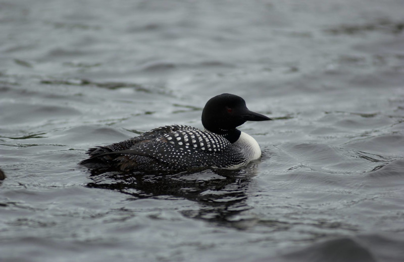 Loon on the lake at Pitlik's Sand Beach Resort.