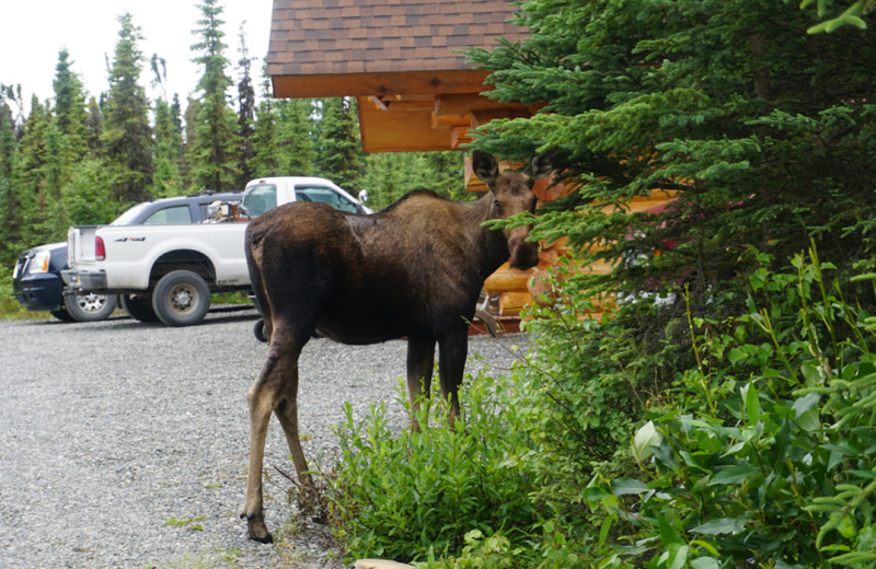 Moose at Salmon Catcher Lodge.