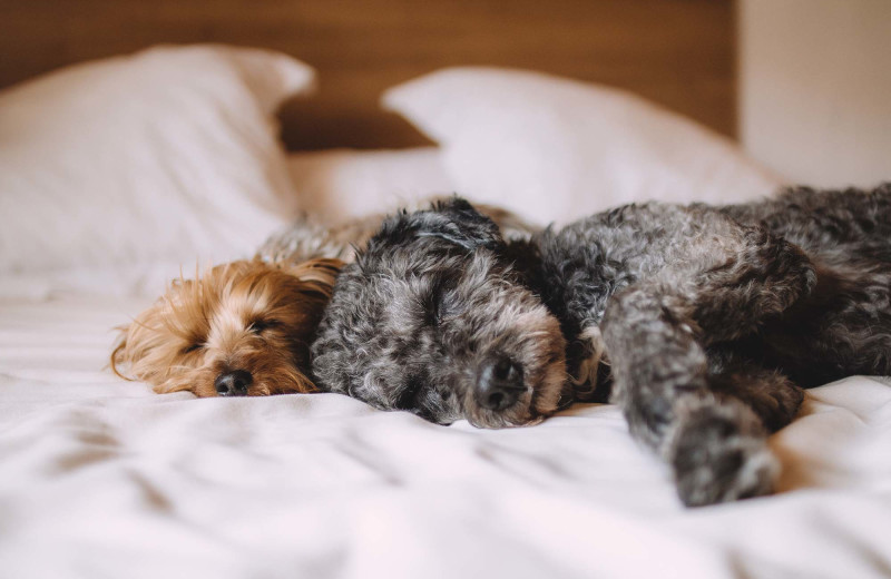 Pets welcome at Country Inn River Falls.