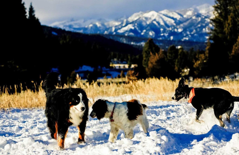 Pets welcome at Rainbow Ranch Lodge.