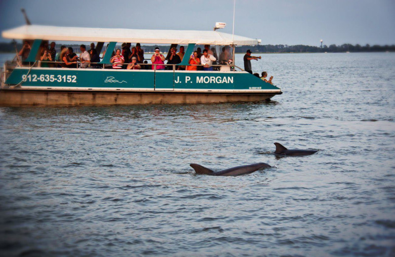 Dolphins at Days Inn & Suites Jekyll Island.