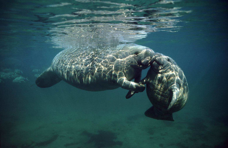 Manatees at Boca Ciega Resort.