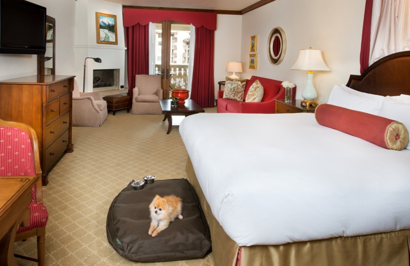 Pets welcome at Arrabelle at Vail Square.