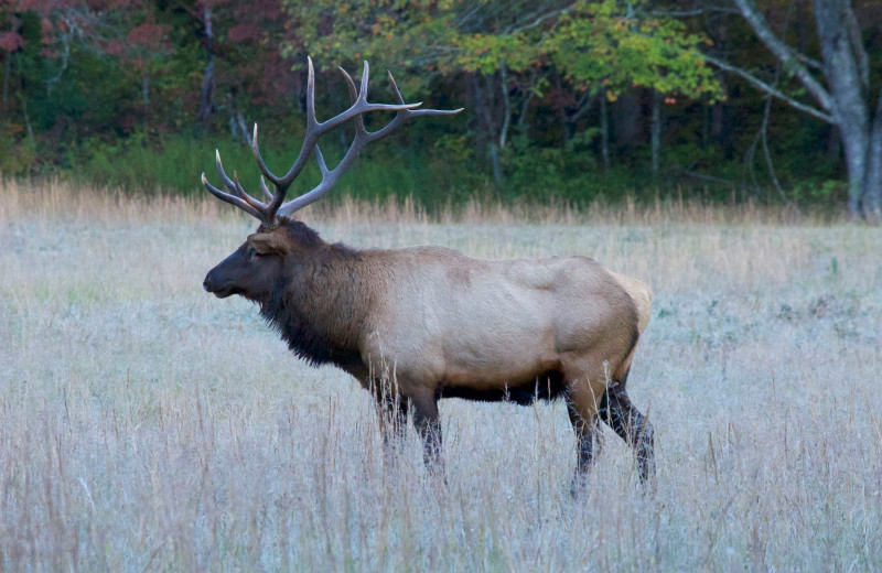 Elk at Yonder Luxury Vacation Rentals.