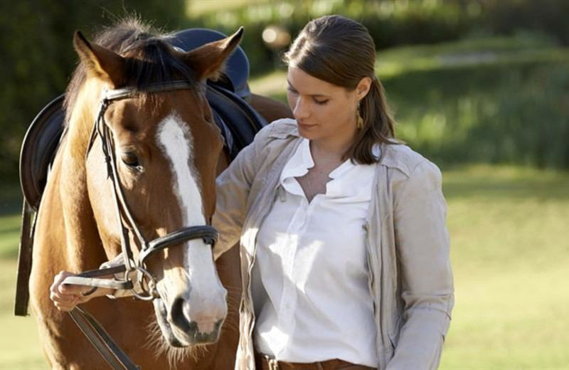 Horses at Mount Kenya Safari Club.