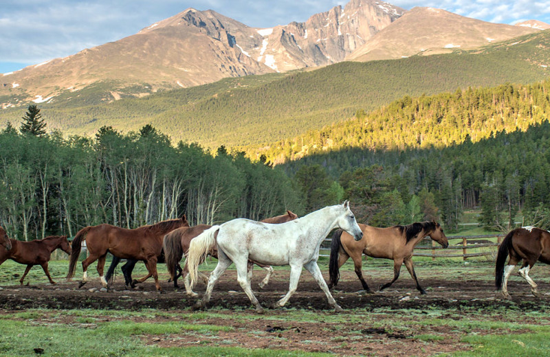 Horses at Wind River Ranch.