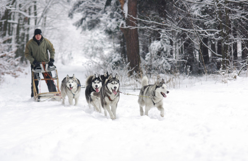 Dog sledding at Beacon Pointe Resort.