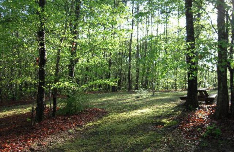 Scenic views from Avenair Mountain Cabins.