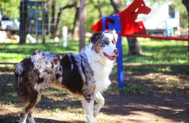 Dog park at Yogi Bear's Jellystone Park Hill Country.