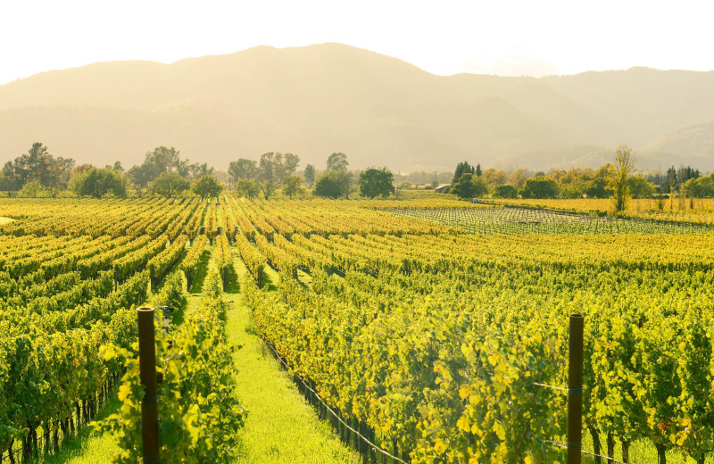 Vineyard near Carlin Country Cottages.