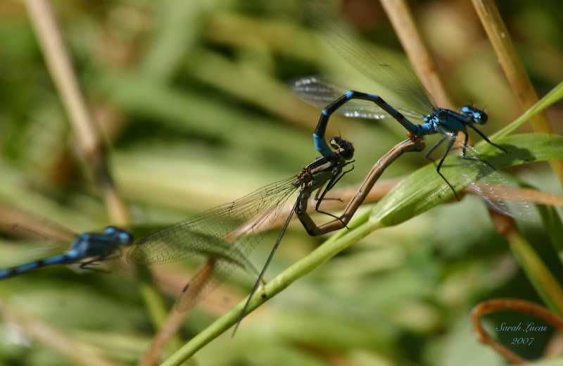 Dragonflies at Afognak Wilderness Lodge.