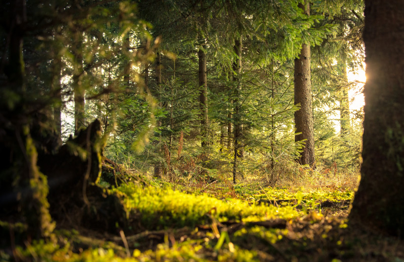 Forest at Northumberland Heights Wellness Retreat and Spa.