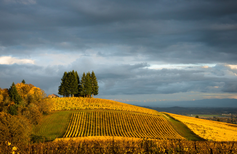Vineyards near Woodfield Properties.