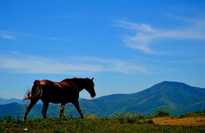 Horse at Cataloochee Ranch.