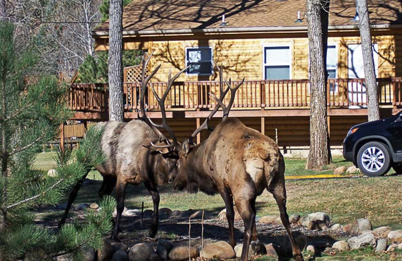 Elk at 4 Seasons Inn.