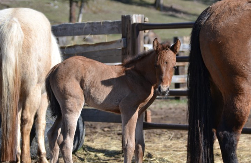 Horses at Three Bars Ranch 