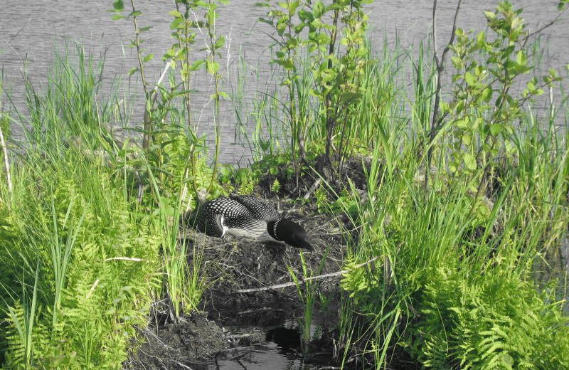 Loon nesting at Shady Roost Lodge.