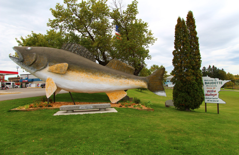 Giant Walleye at Cyrus Resort.