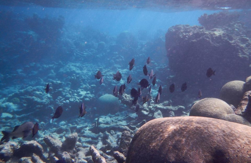 Underwater Creatures at Tamarind Reef Resort