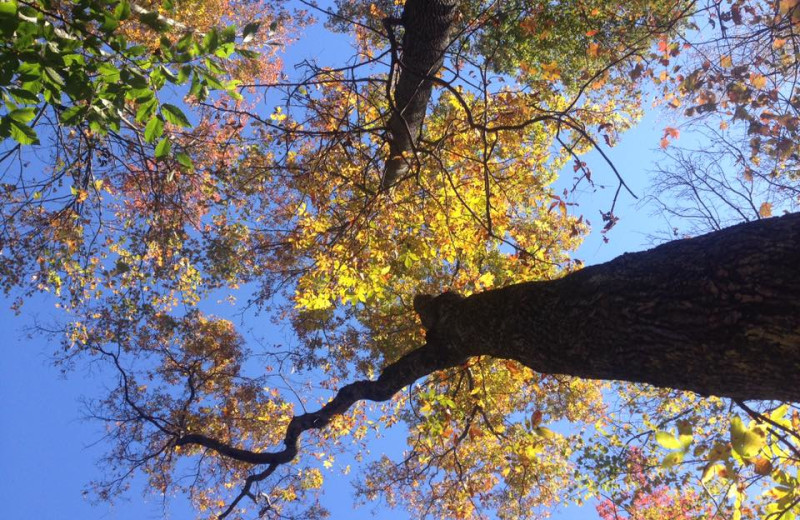 Fall trees at Corban Cabin Getaways.